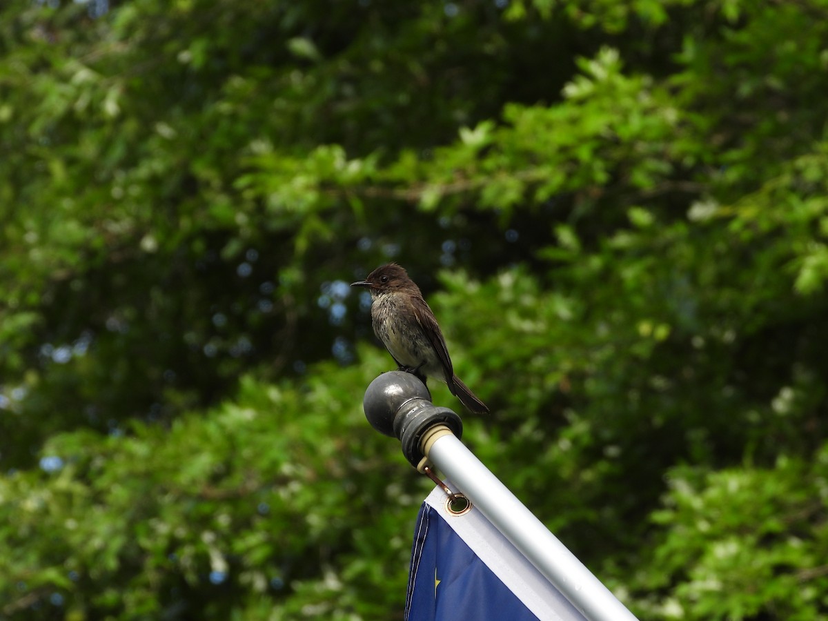 Eastern Phoebe - ML638584571