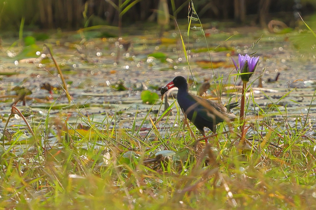 Allen's Gallinule - ML638584572