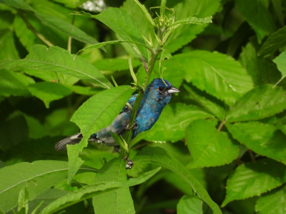 Indigo Bunting - ML638584577