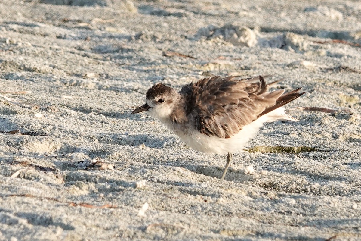 Black-bellied Plover - ML638584580