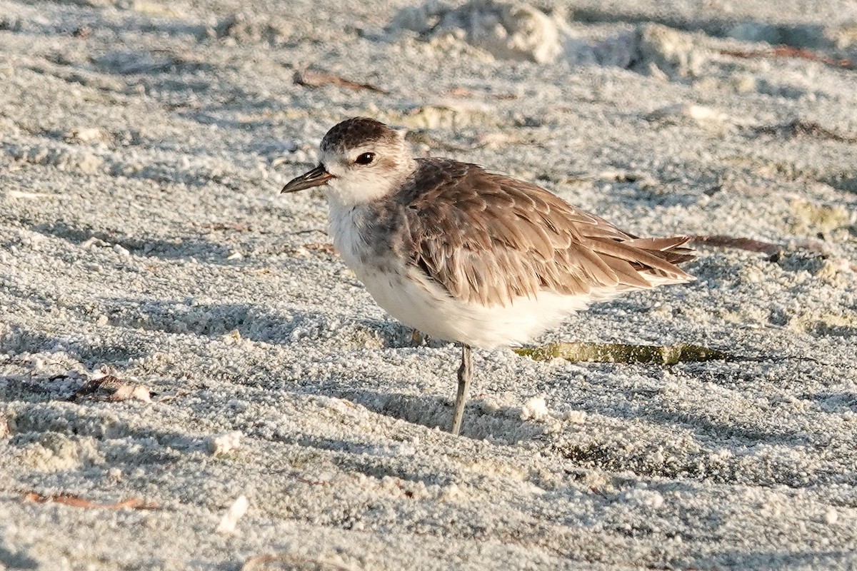 Black-bellied Plover - ML638584581