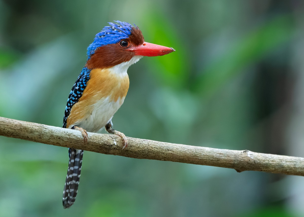 Banded Kingfisher (Banded) - ML638584582