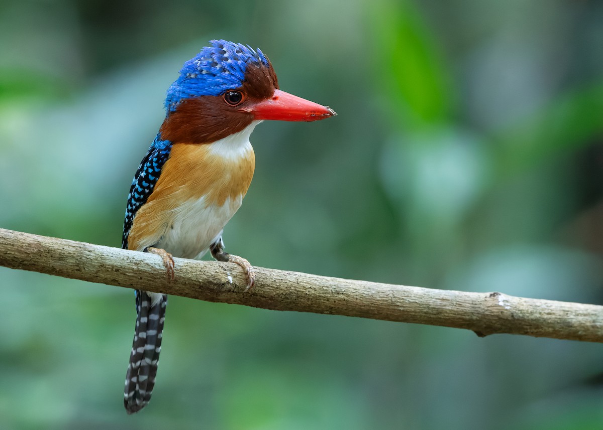 Banded Kingfisher (Banded) - ML638584583