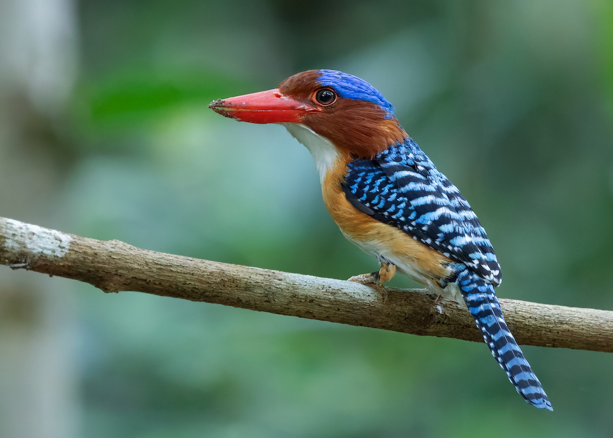 Banded Kingfisher (Banded) - ML638584584