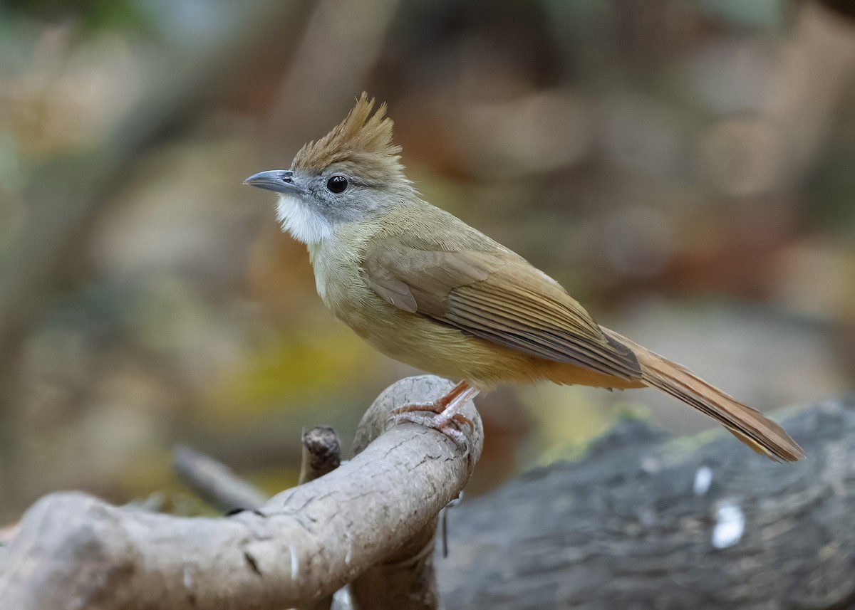 Ochraceous Bulbul - ML638584596