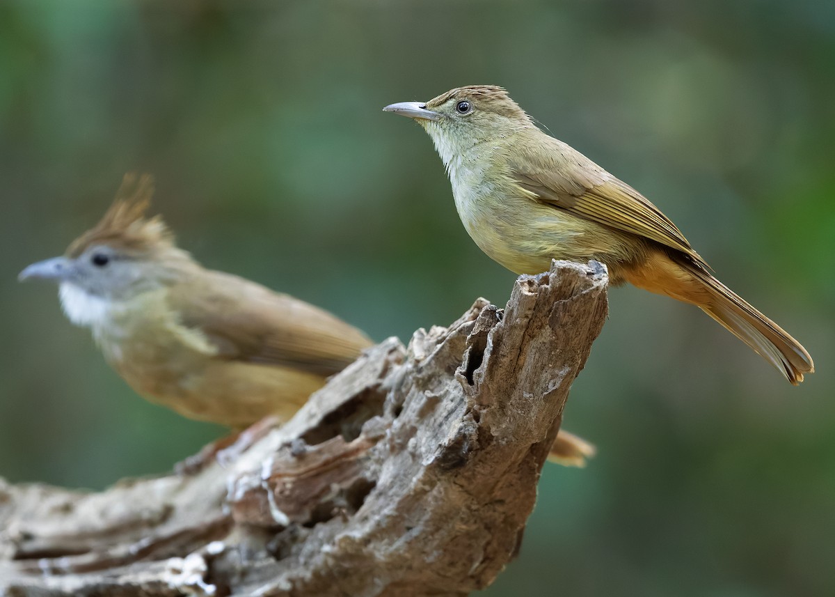 Gray-eyed Bulbul (innectens) - ML638584601
