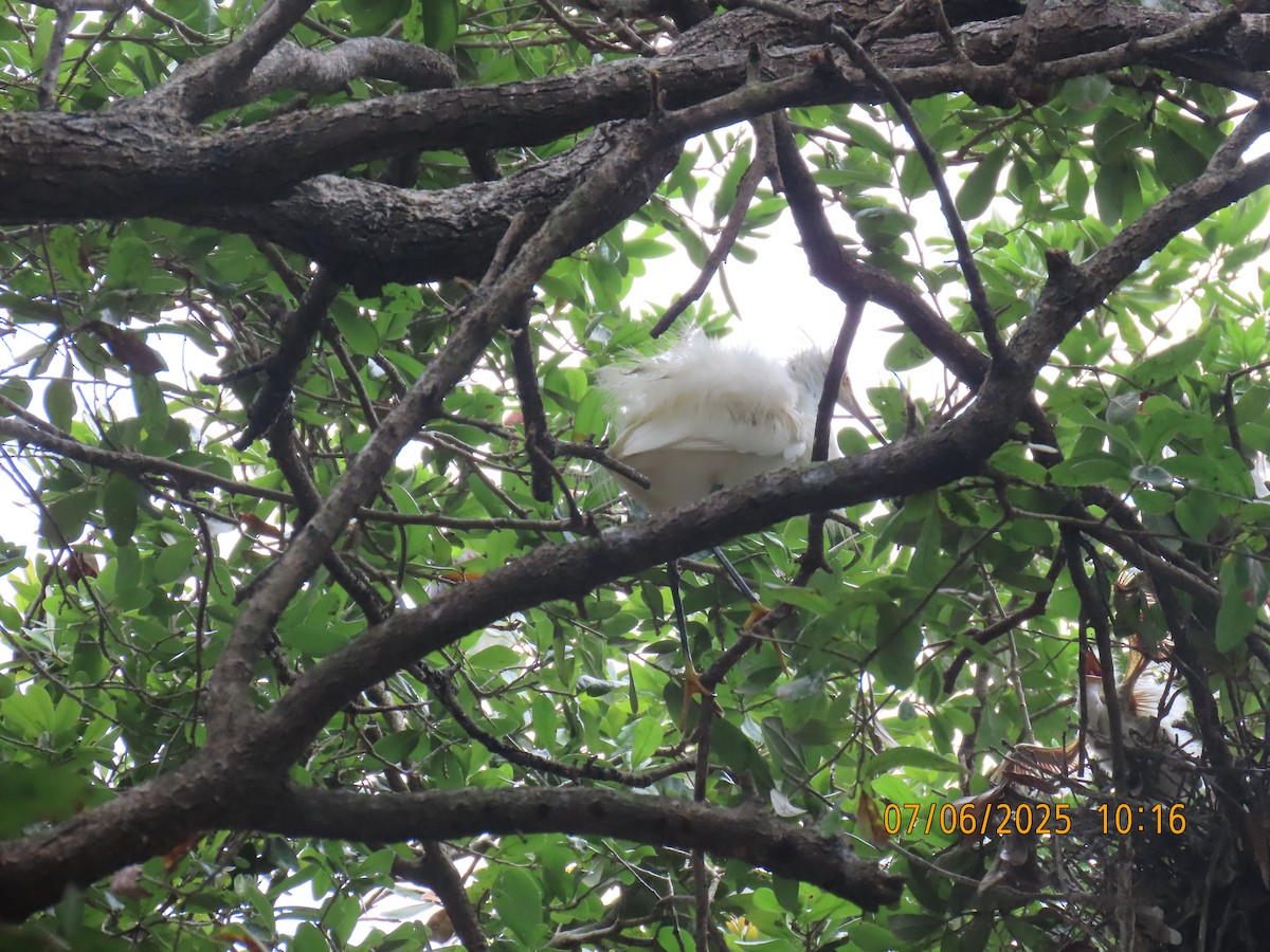 Snowy Egret - ML638584602