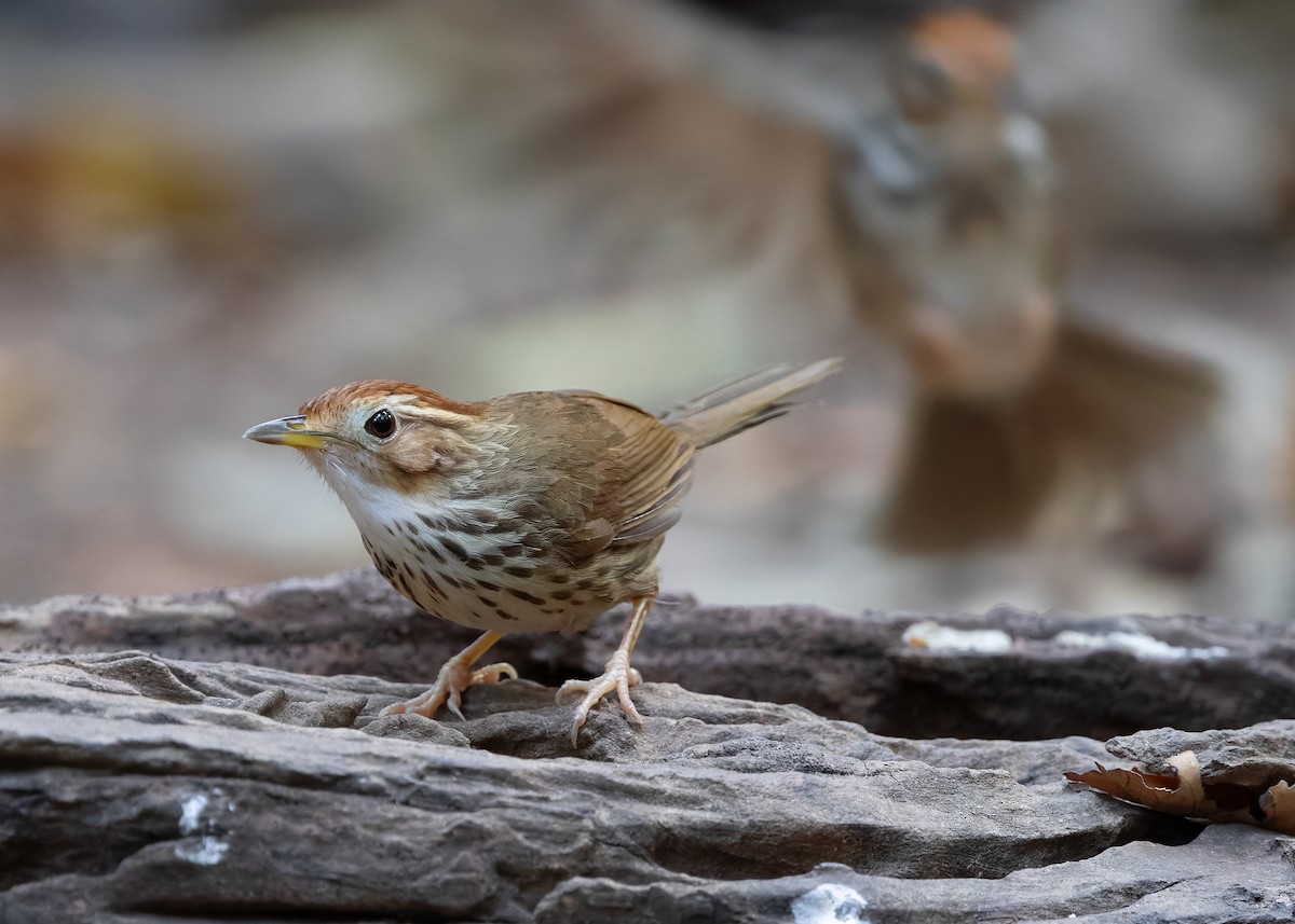 Puff-throated Babbler - ML638584605