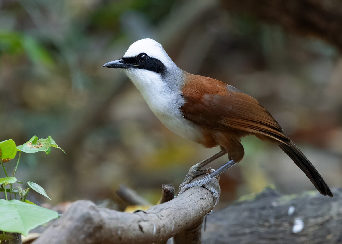 White-crested Laughingthrush - ML638584611