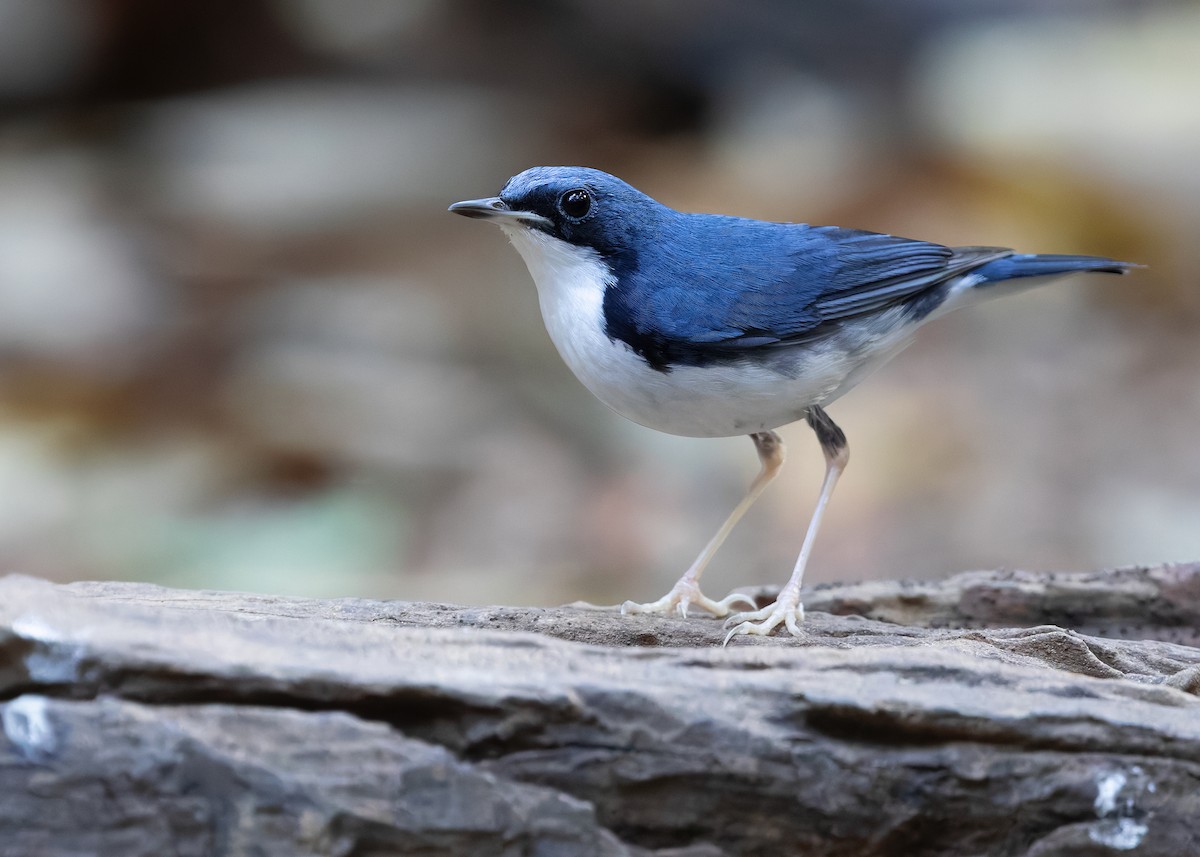 Siberian Blue Robin - ML638584619
