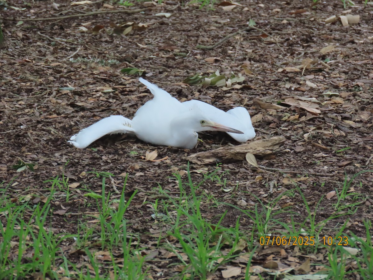 Snowy Egret - ML638584620