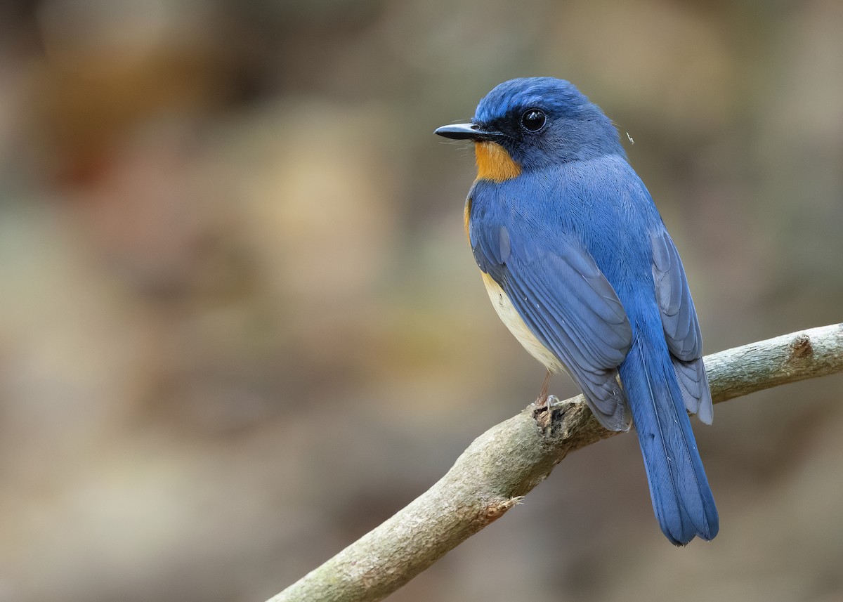 Indochinese Blue Flycatcher - ML638584622