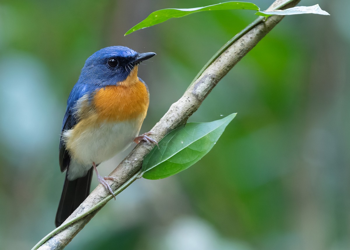 Indochinese Blue Flycatcher - ML638584623