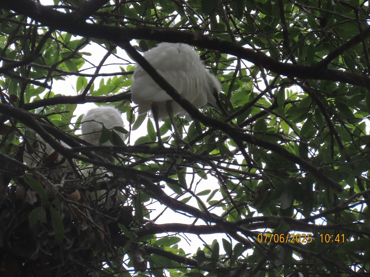 Snowy Egret - ML638584624