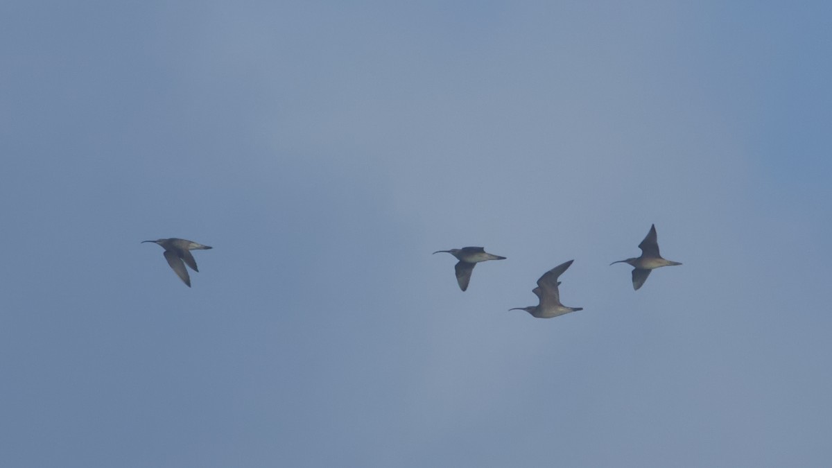 Whimbrel (Hudsonian) - ML638584631