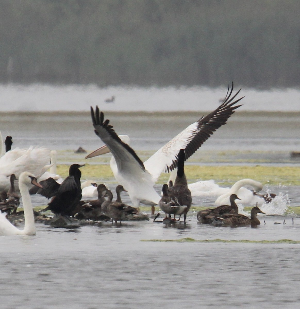 American White Pelican - ML638584640