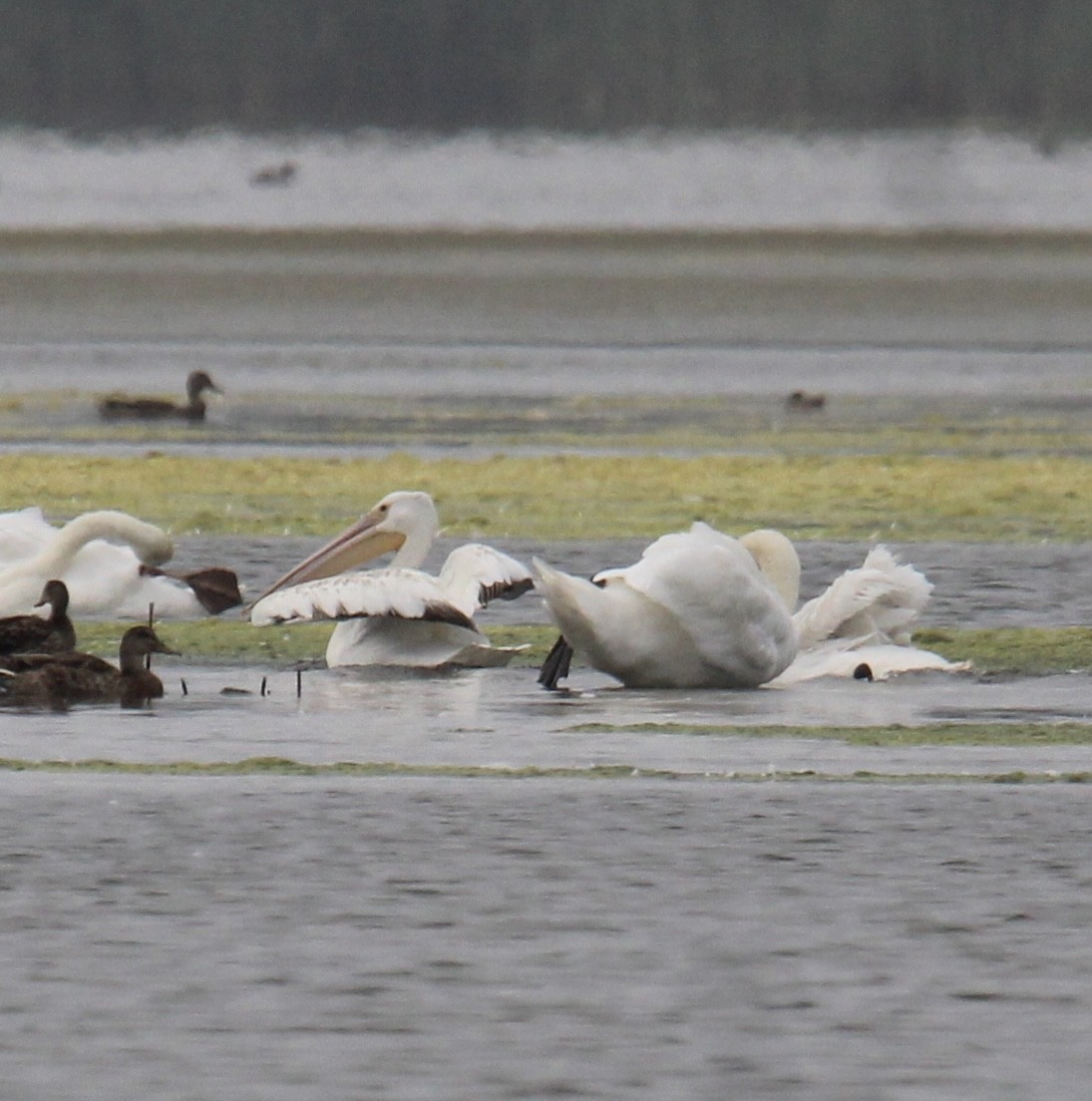 American White Pelican - ML638584641