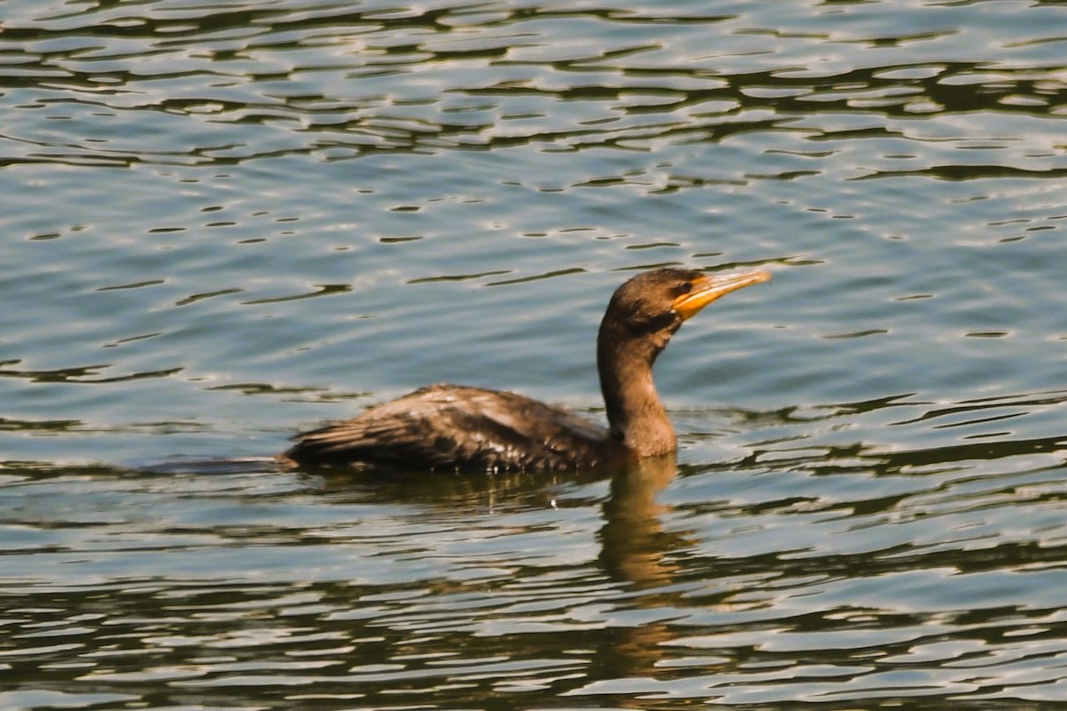 Double-crested Cormorant - ML638584647