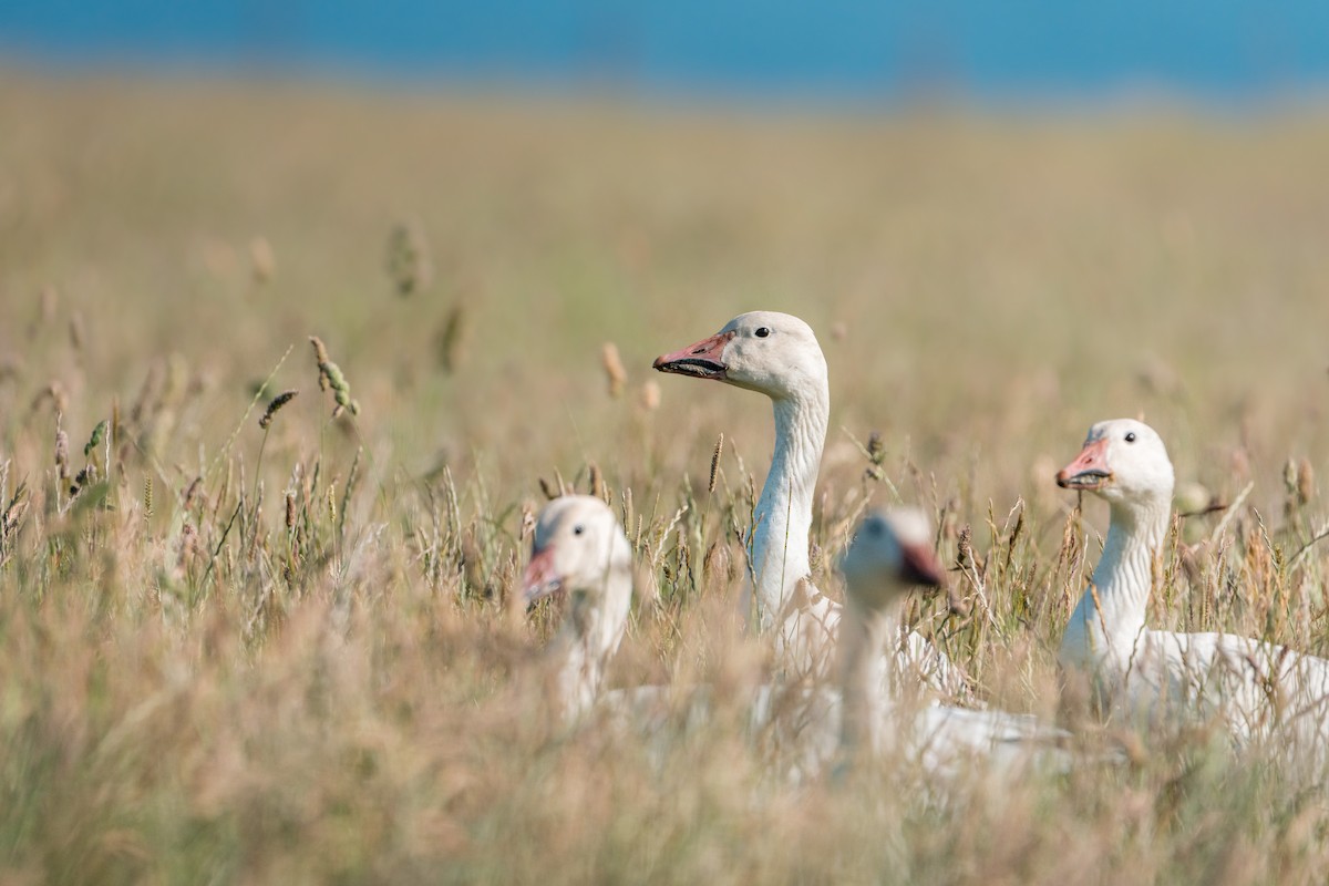 Snow Goose - ML638584658