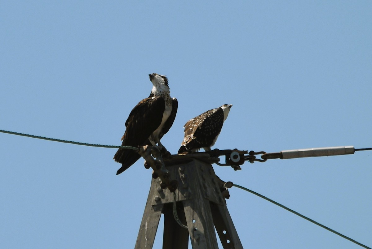 Falco pescatore - ML638584673
