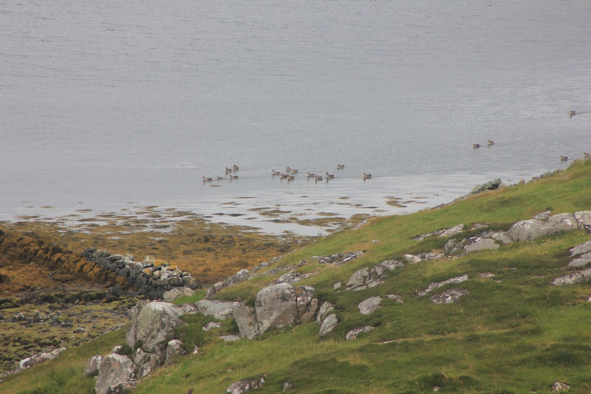 Graylag Goose - ML638584683