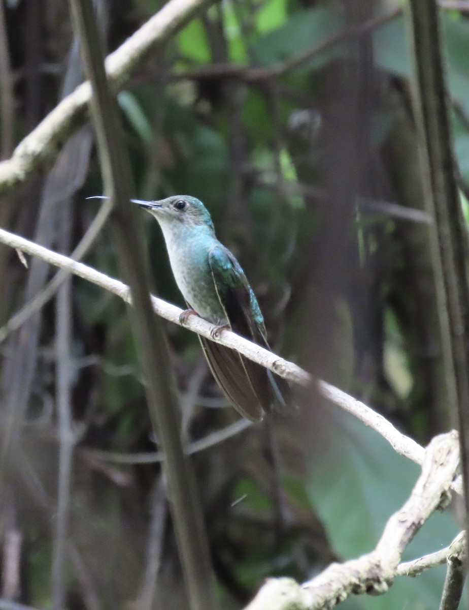 Blauschwanz-Buffonkolibri - ML638584687