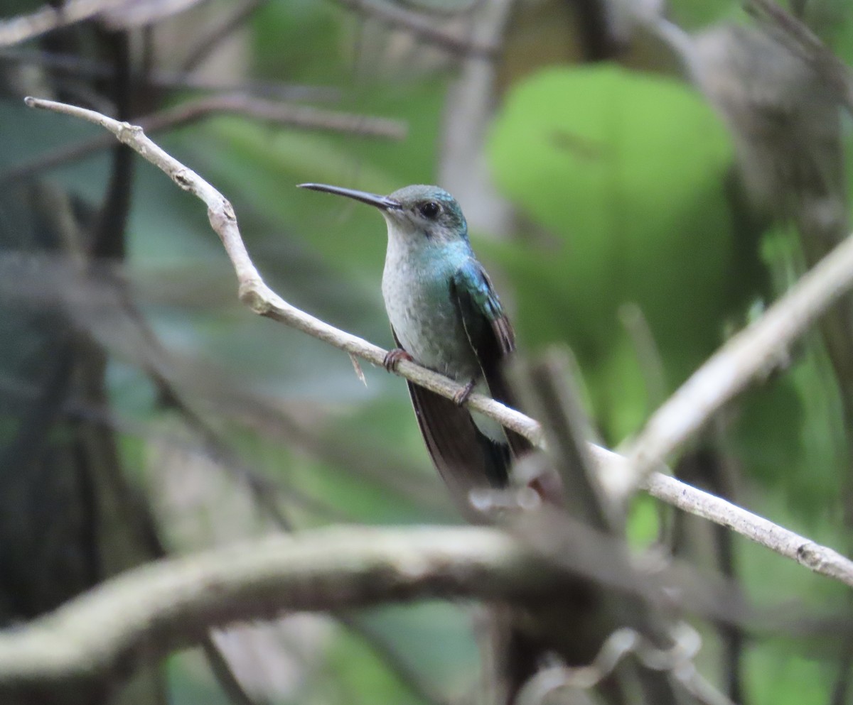 Blauschwanz-Buffonkolibri - ML638584689