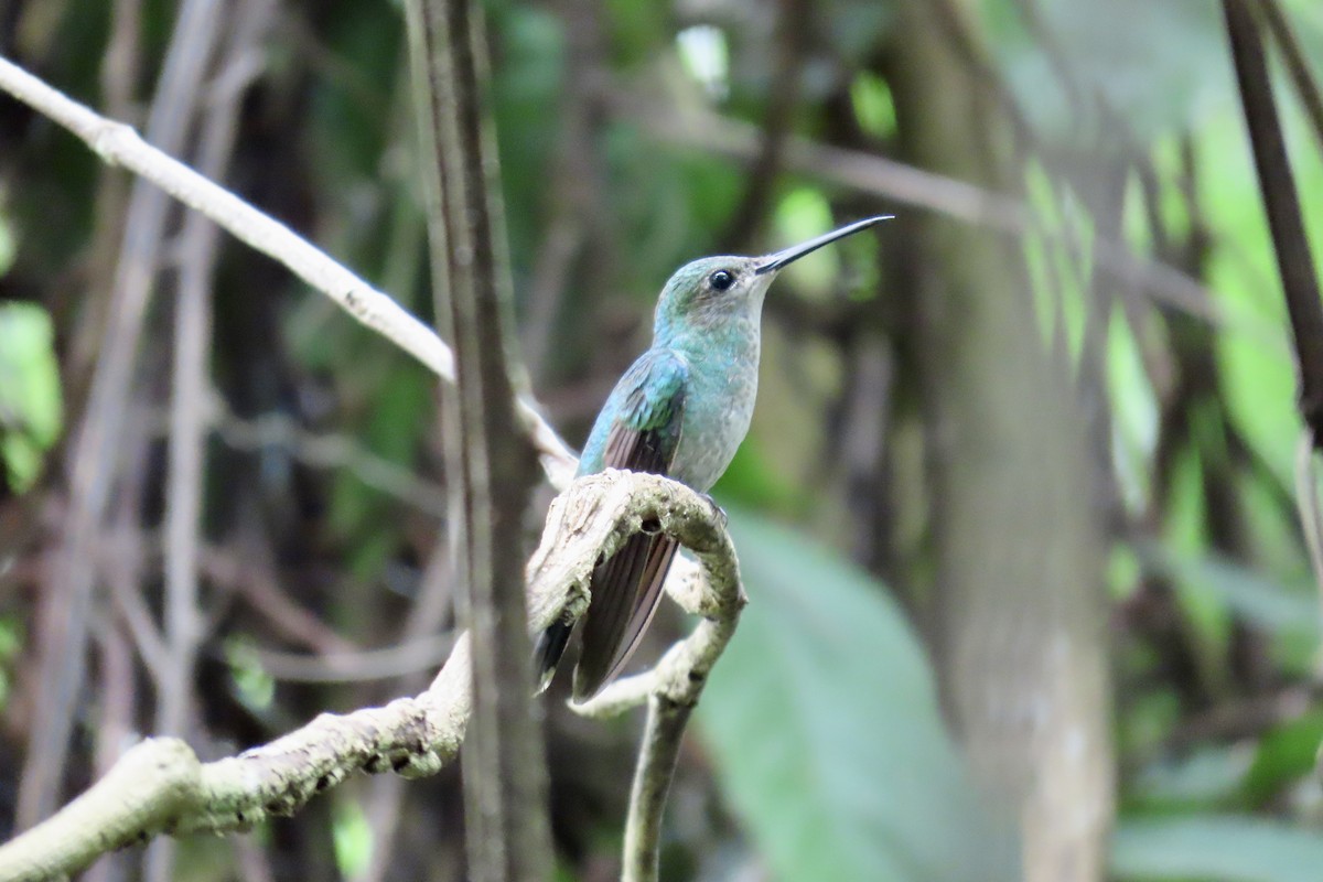 Blauschwanz-Buffonkolibri - ML638584690