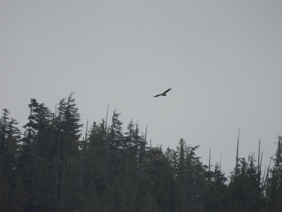 Weißkopf-Seeadler - ML638584712