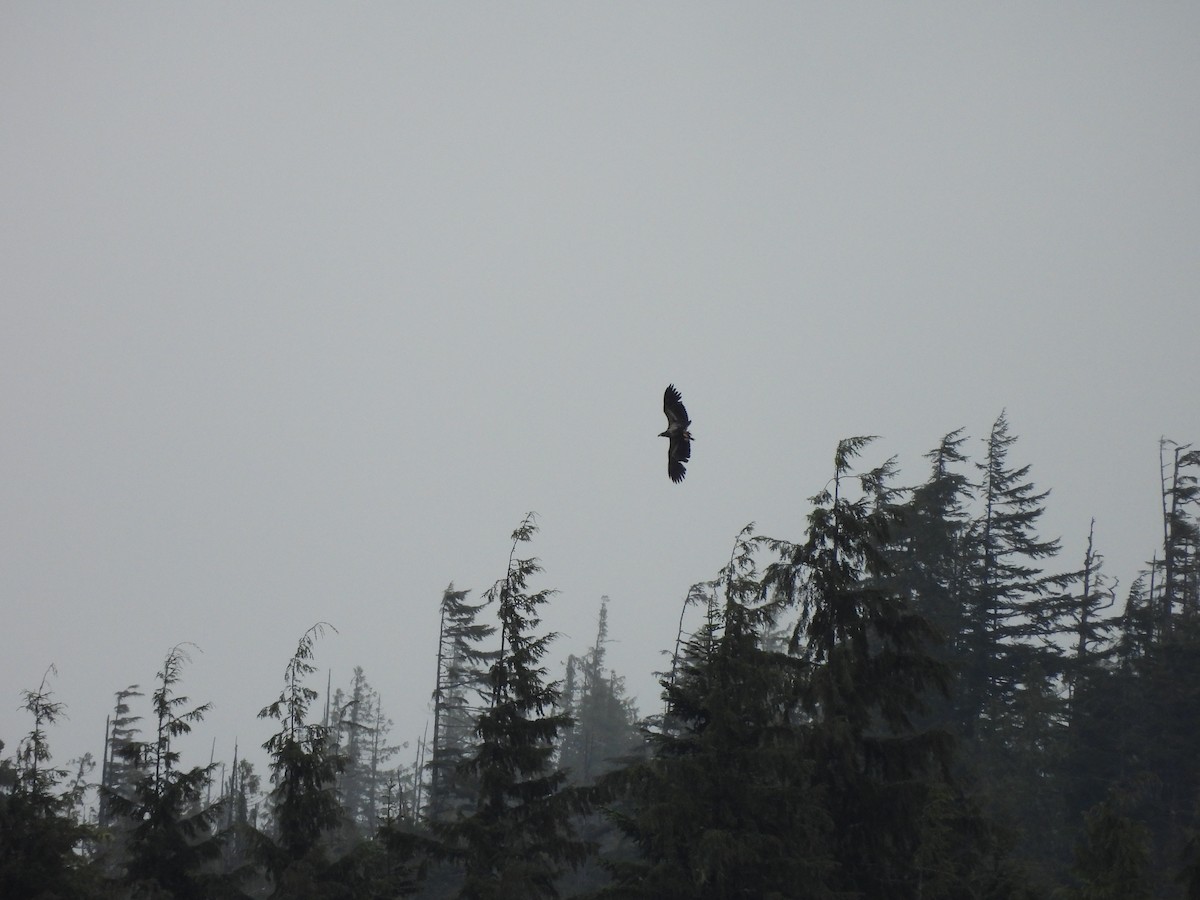 Weißkopf-Seeadler - ML638584713