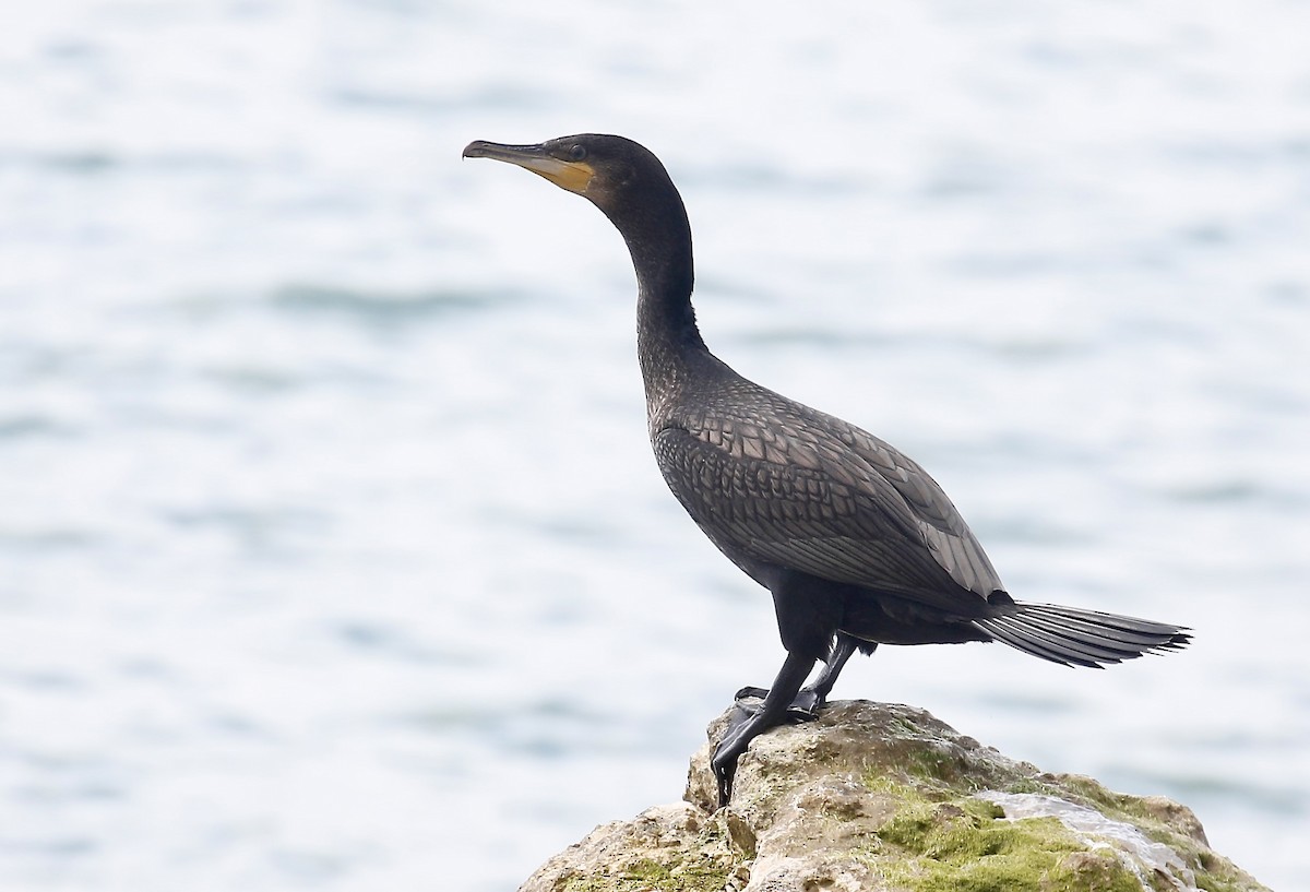 Kormoran - ML638584719