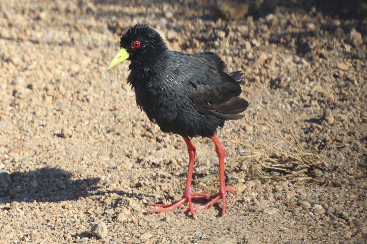 Black Crake - ML638584720