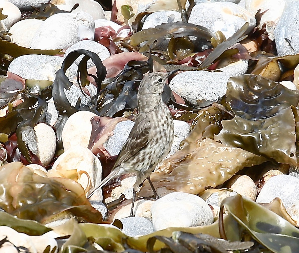 Strandpieper - ML638584725
