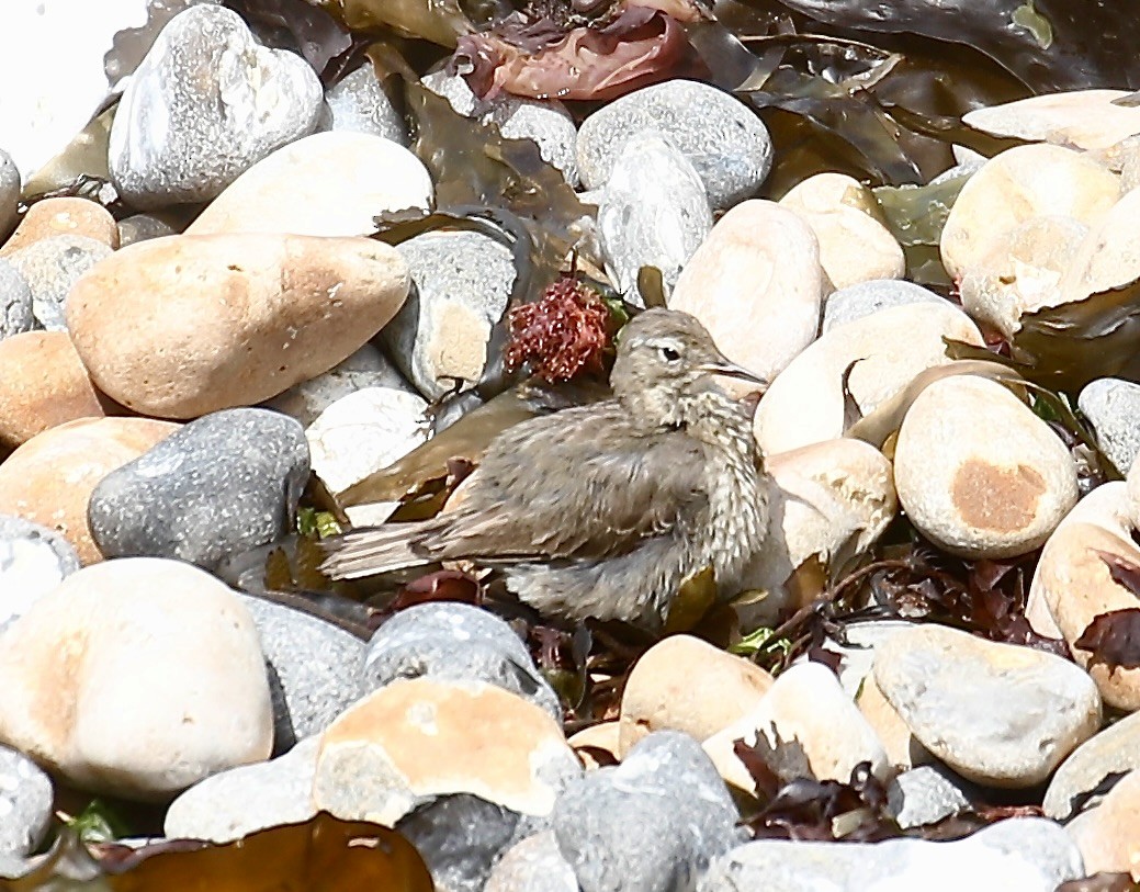Strandpieper - ML638584726