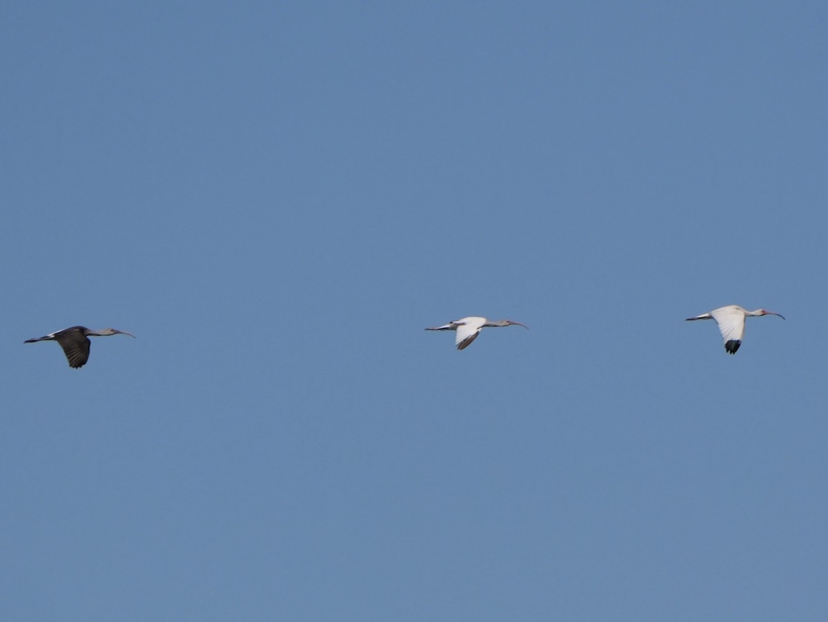 Ibis Blanco - ML638584743