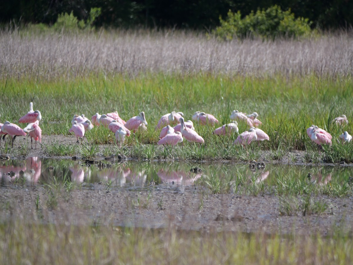 Roseate Spoonbill - ML638584757