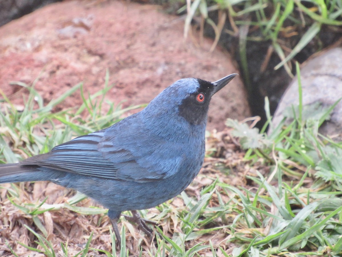 Masked Flowerpiercer - ML638584758