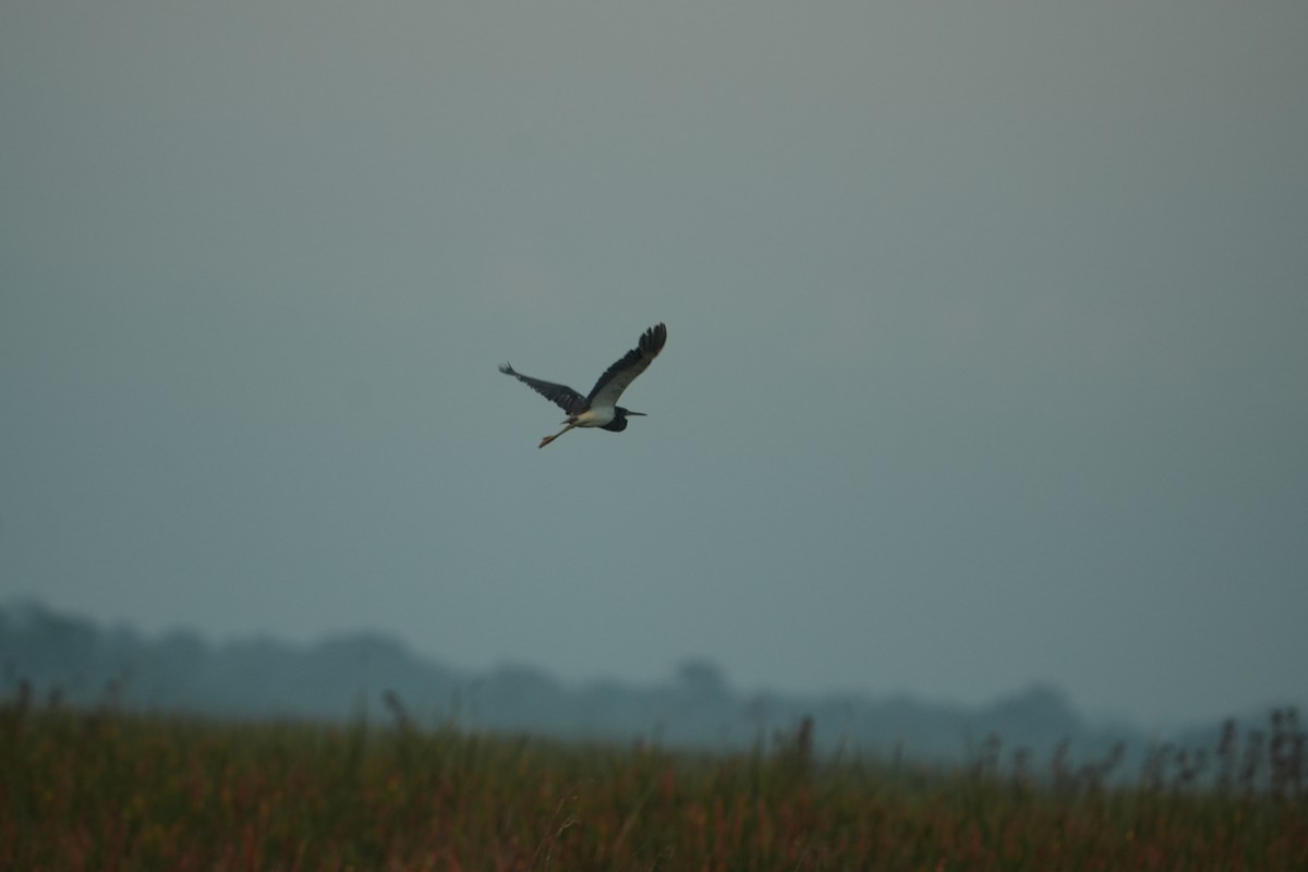 Tricolored Heron - ML638584780