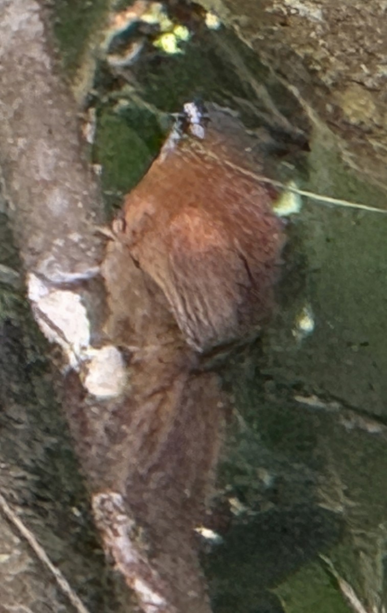 Inca Wren - ML638584801