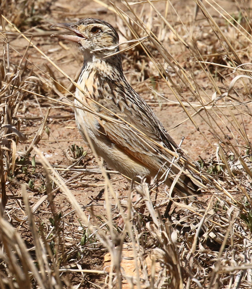 Rufous-naped Lark - ML638584811