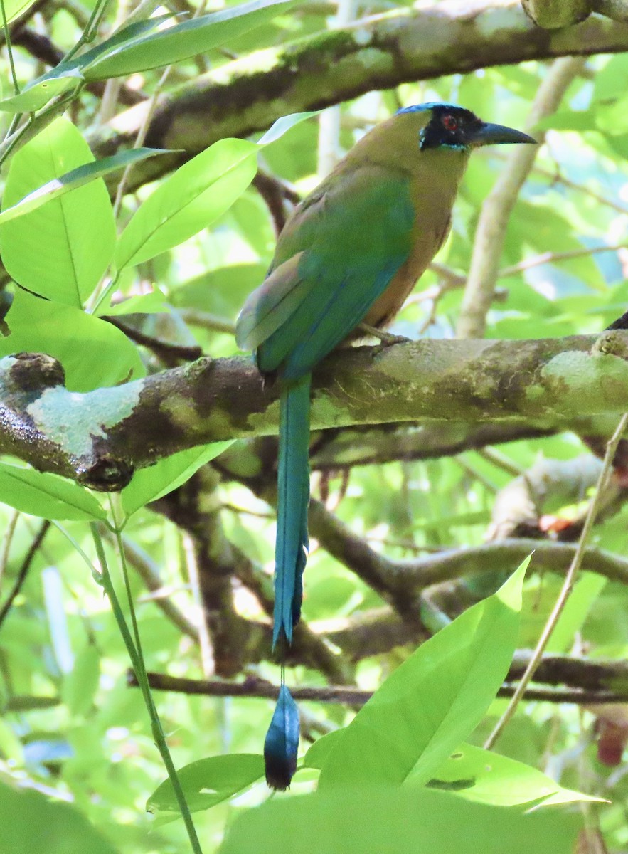 Kızılca Motmot - ML638584817