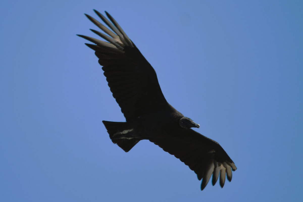Karga Akbabası - ML638584820