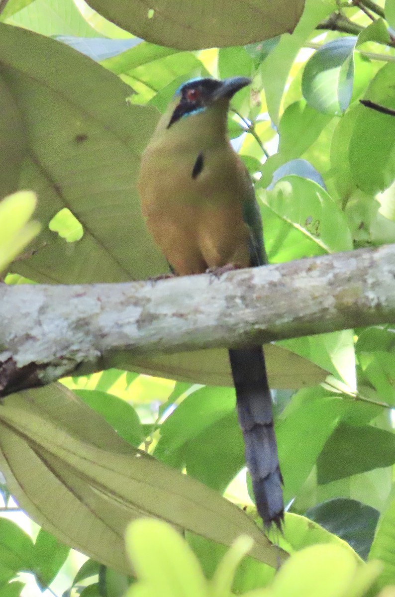 Kızılca Motmot - ML638584823