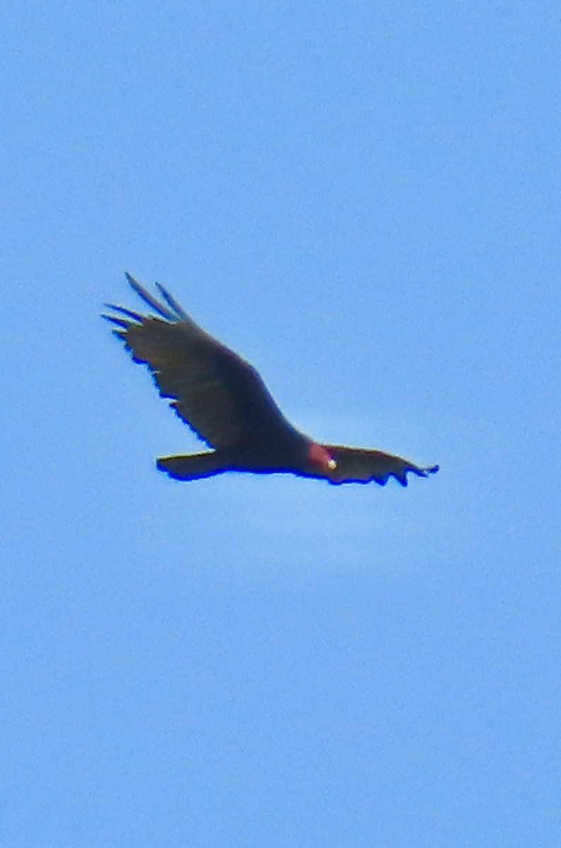 Hindi Akbabası - ML638584832