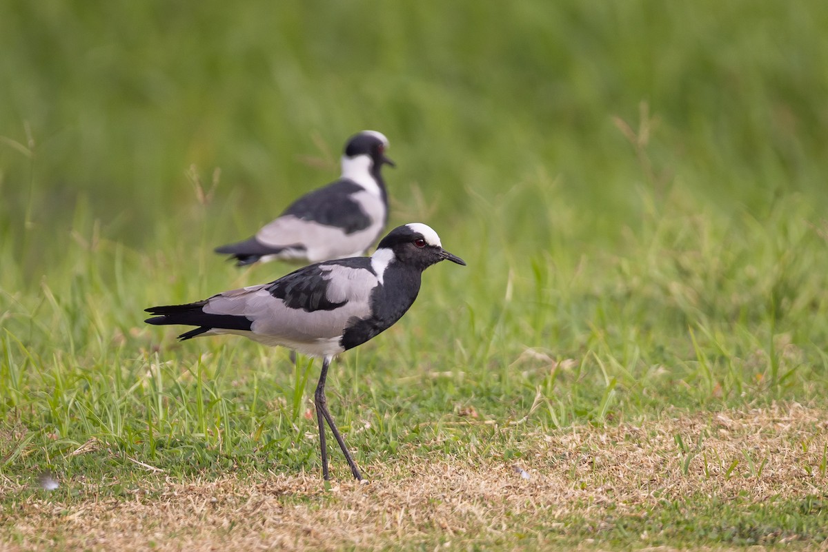 Blacksmith Lapwing - ML638584859