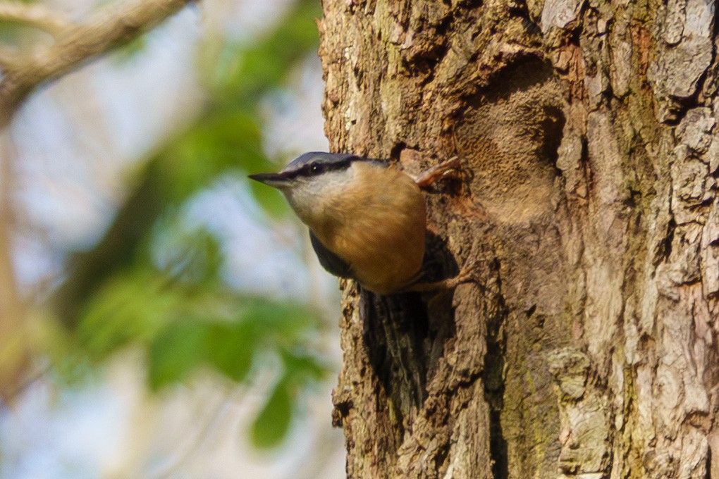 Eurasian Nuthatch - ML638584860