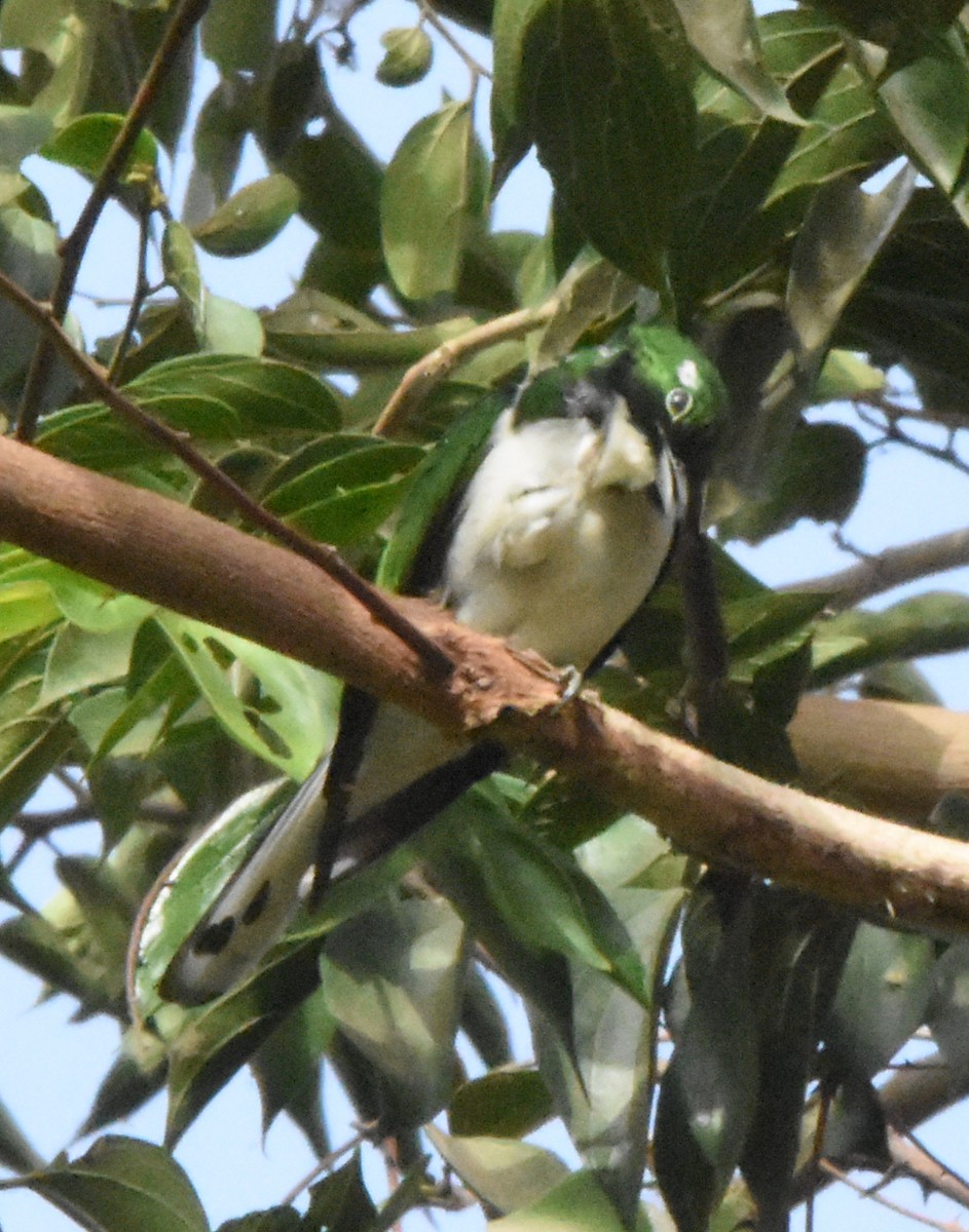 Klaas's Cuckoo - ML638584861