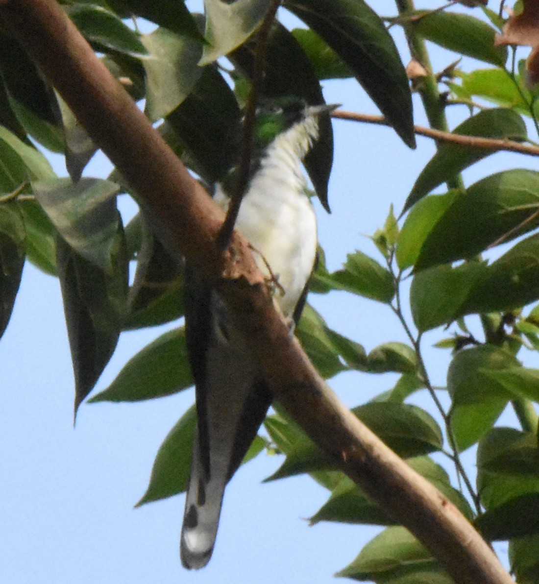 Klaas's Cuckoo - ML638584862