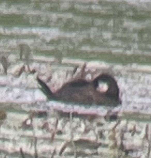 Ruddy Duck - ML638584864