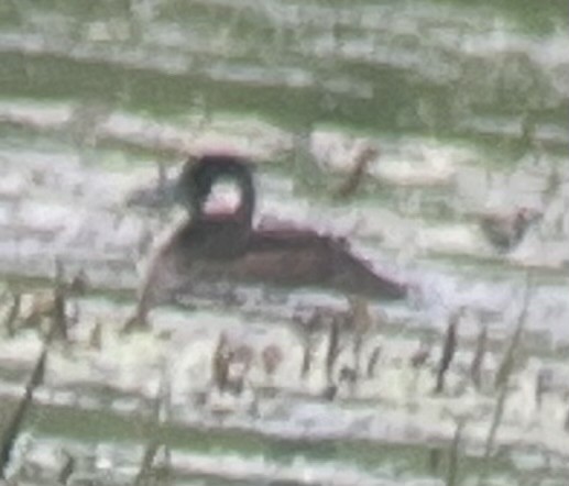 Ruddy Duck - ML638584865